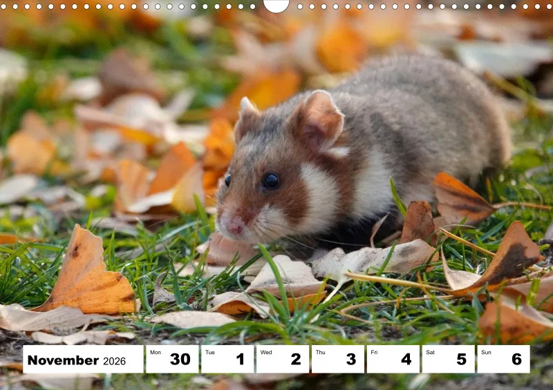 weekly calendar 2026 -A3