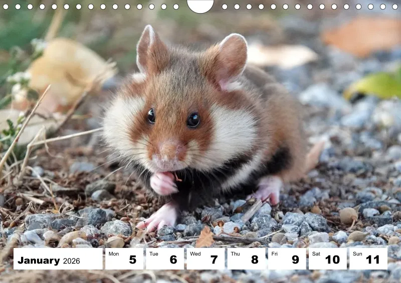 weekly calendar 2026 - A4