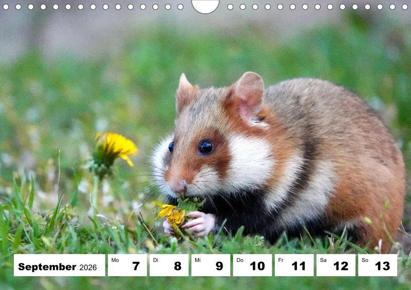 Wochenkalender 2026 -A4