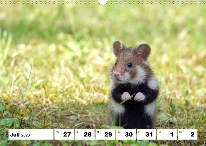Wochenkalender 2026 -A3
