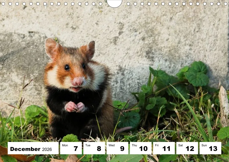 weekly calendar 2026 - A4