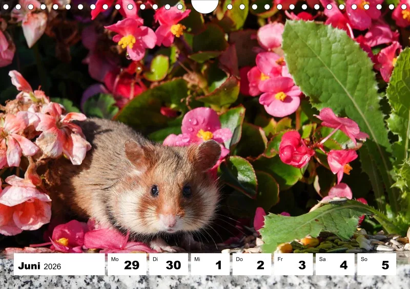 Wochenkalender 2026 -A4