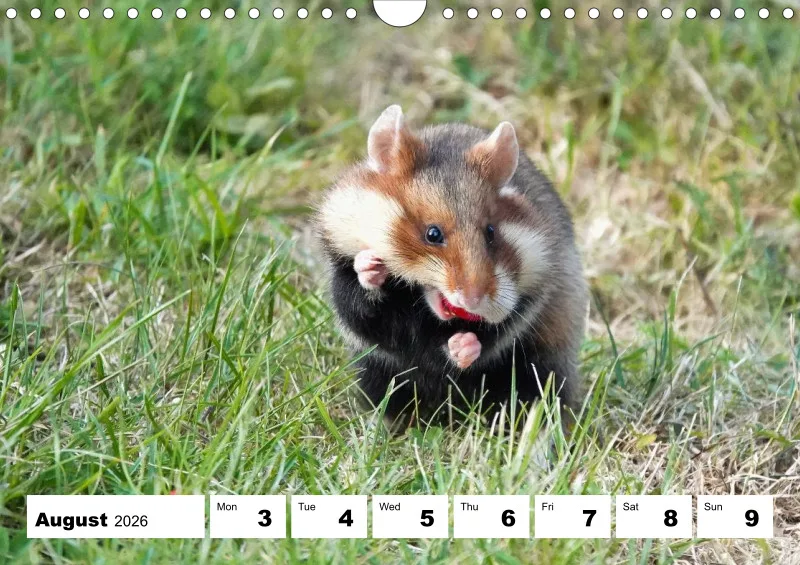 weekly calendar 2026 - A4