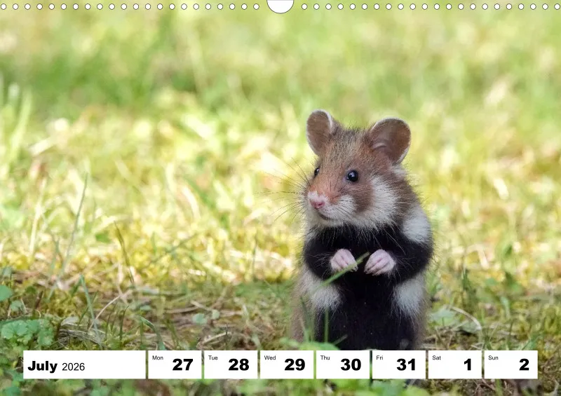 weekly calendar 2026 -A3