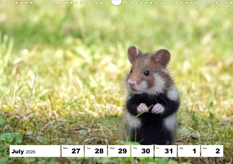 weekly calendar 2026 -A3