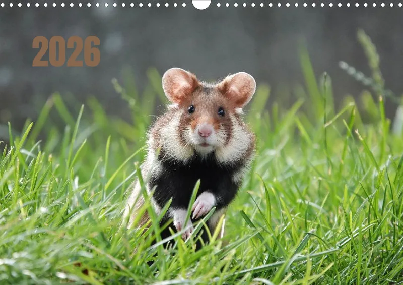 Wochenkalender 2026 -A3