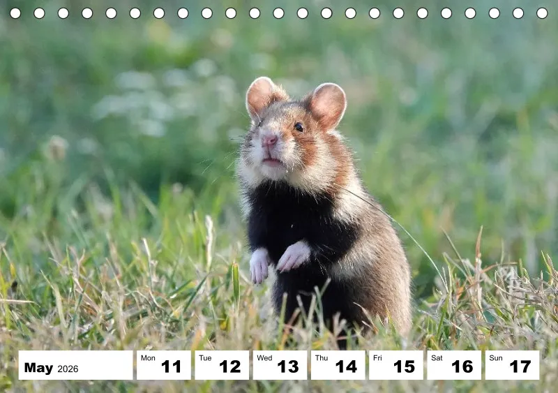 desk calendar 2026