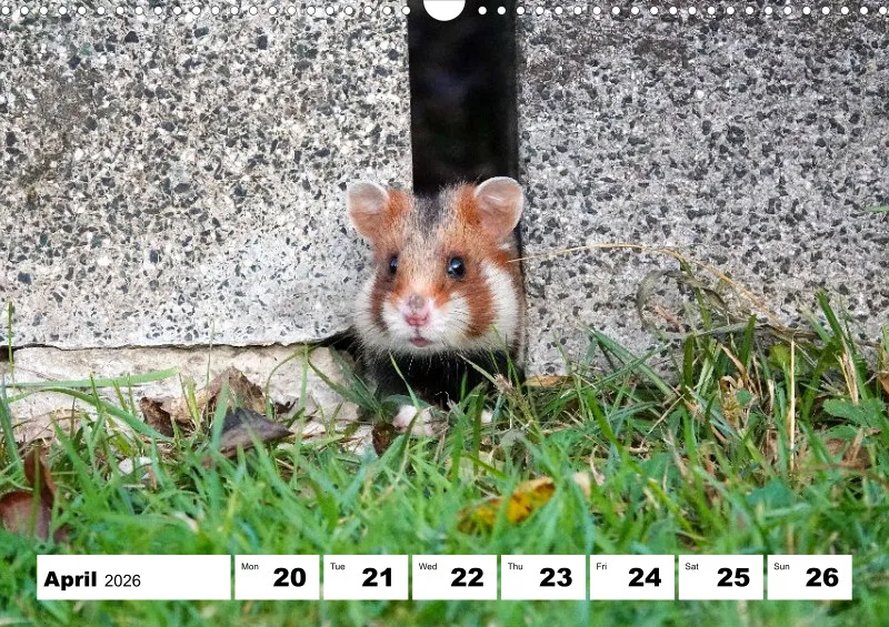 weekly calendar 2026 -A3