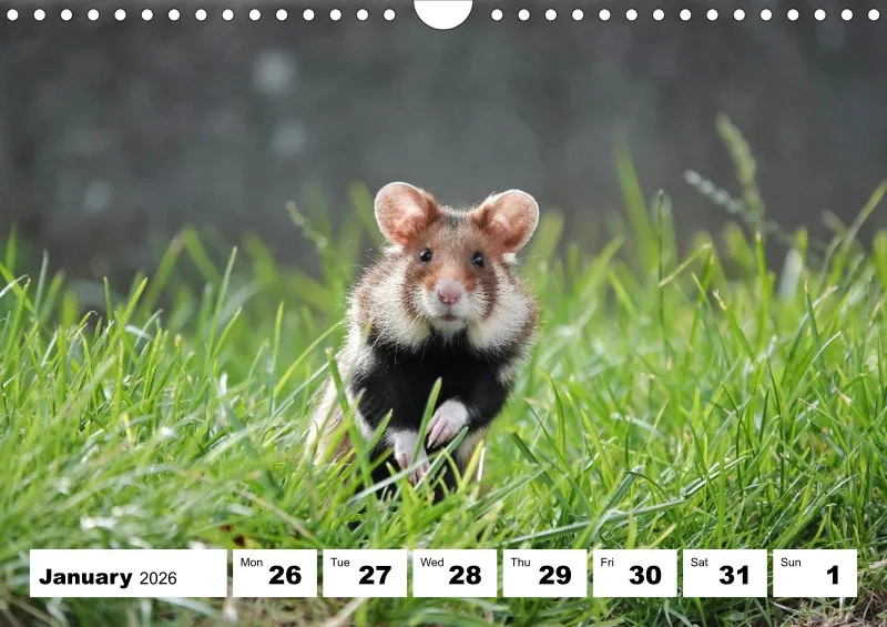 weekly calendar 2026 - A4