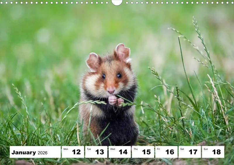 weekly calendar 2026 -A3