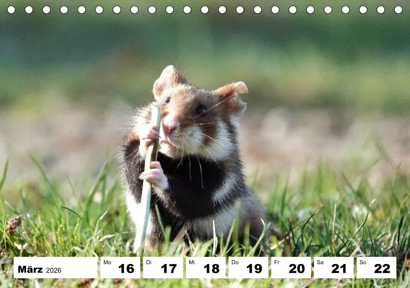 Tisch-Wochenkalender 2026