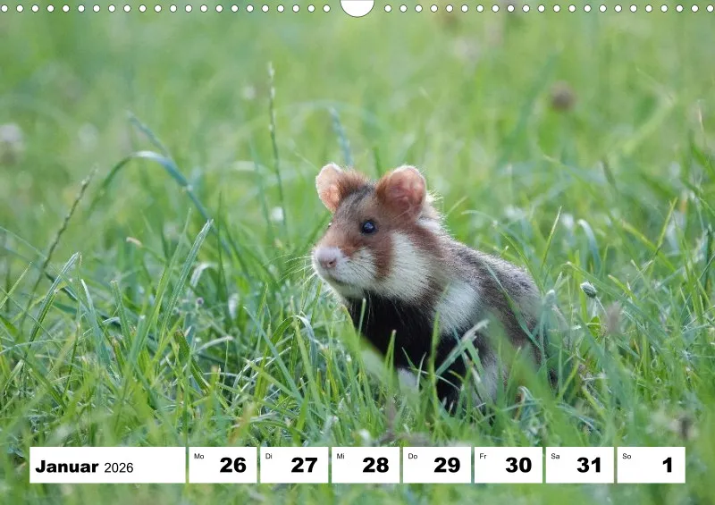 Wochenkalender 2026 -A3