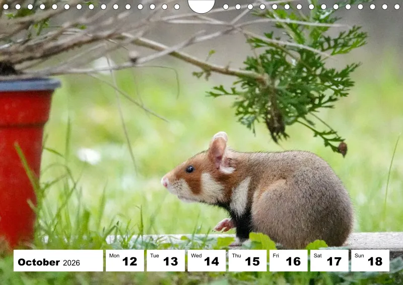 weekly calendar 2026 - A4