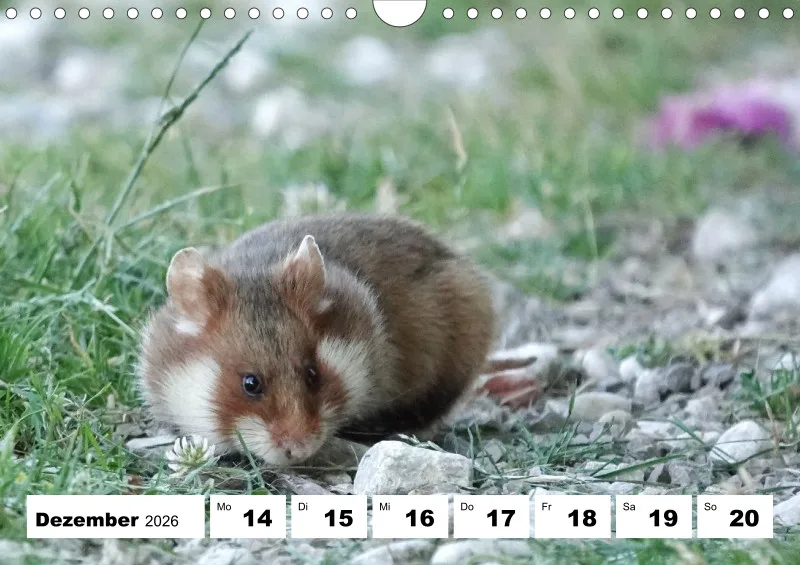 Wochenkalender 2026 -A4