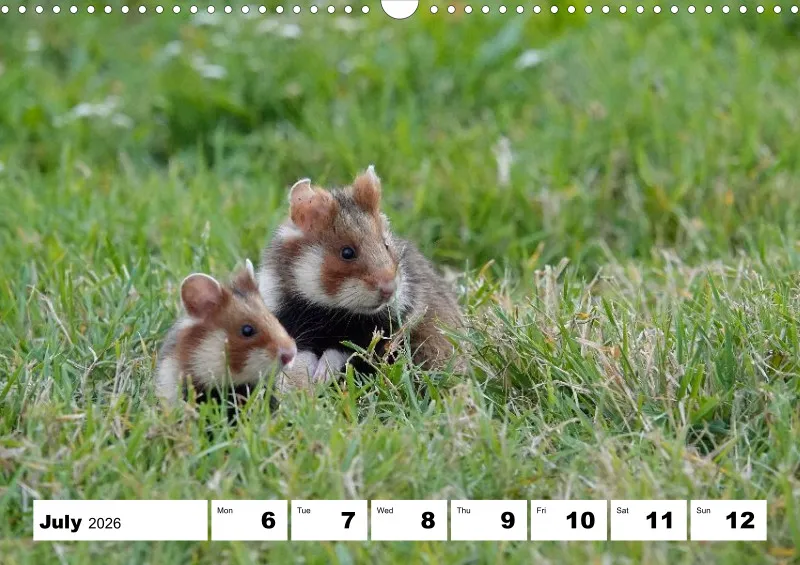 weekly calendar 2026 -A3