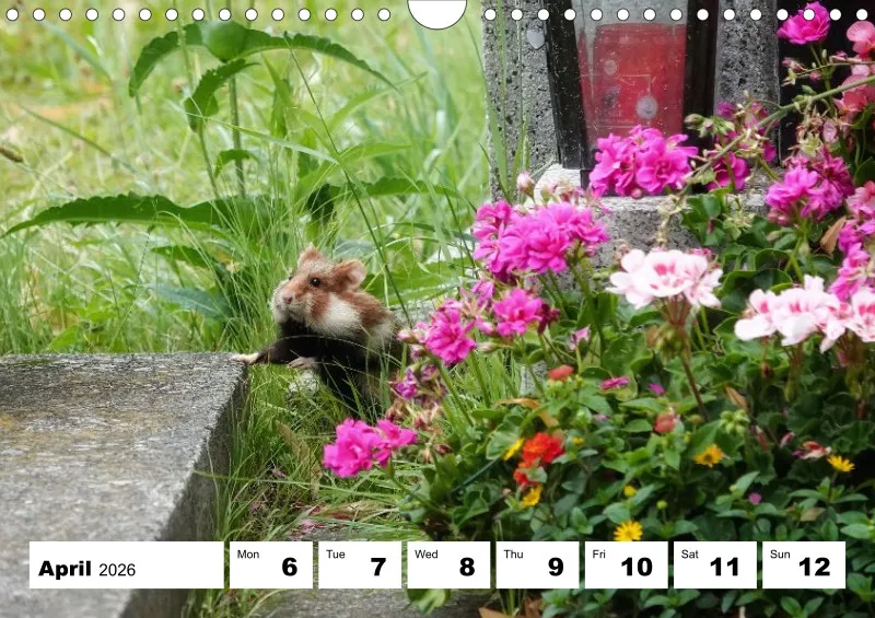 weekly calendar 2026 - A4
