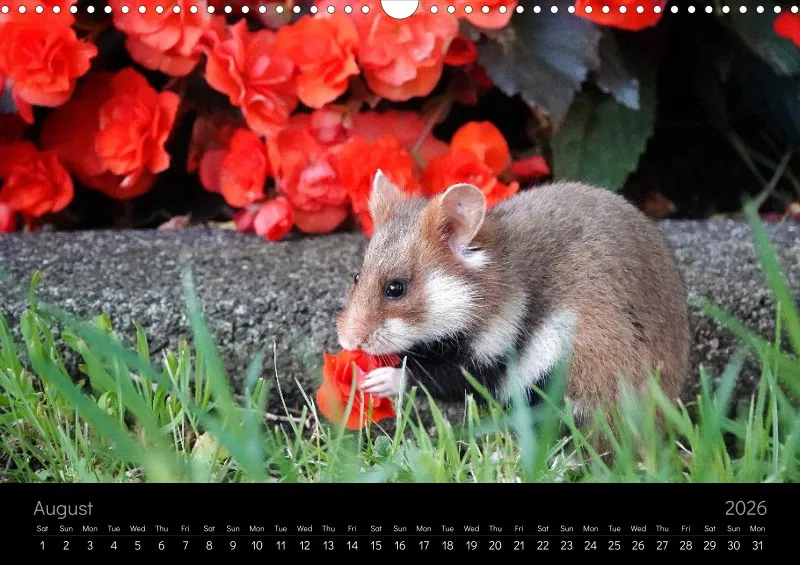 monthly calender 2026 - A3