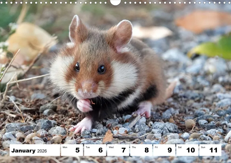 weekly calendar 2026 -A3