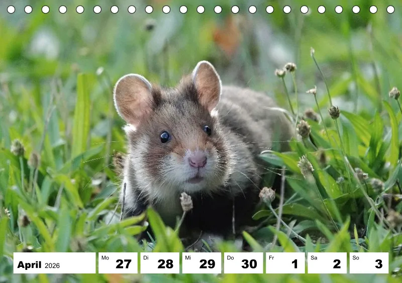 Tisch-Wochenkalender 2026