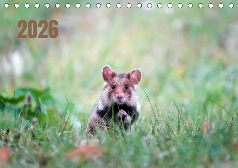 desk calendar 2026