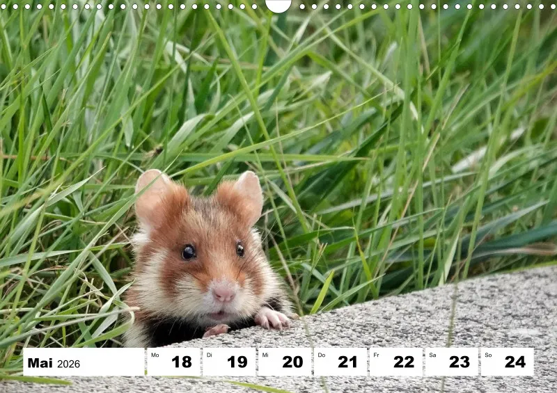 Wochenkalender 2026 -A3