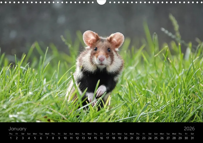 monthly calender 2026 - A3