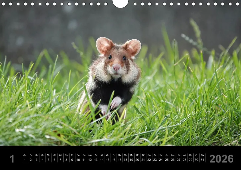 Monatskalender 2026 - A4