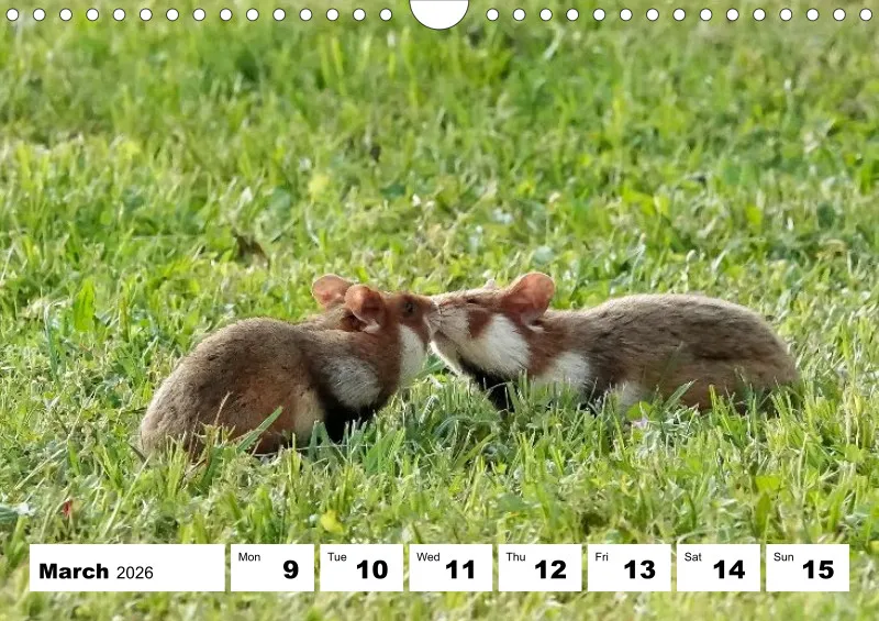 weekly calendar 2026 - A4