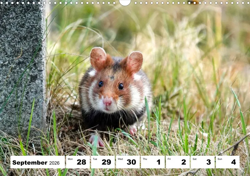 weekly calendar 2026 -A3