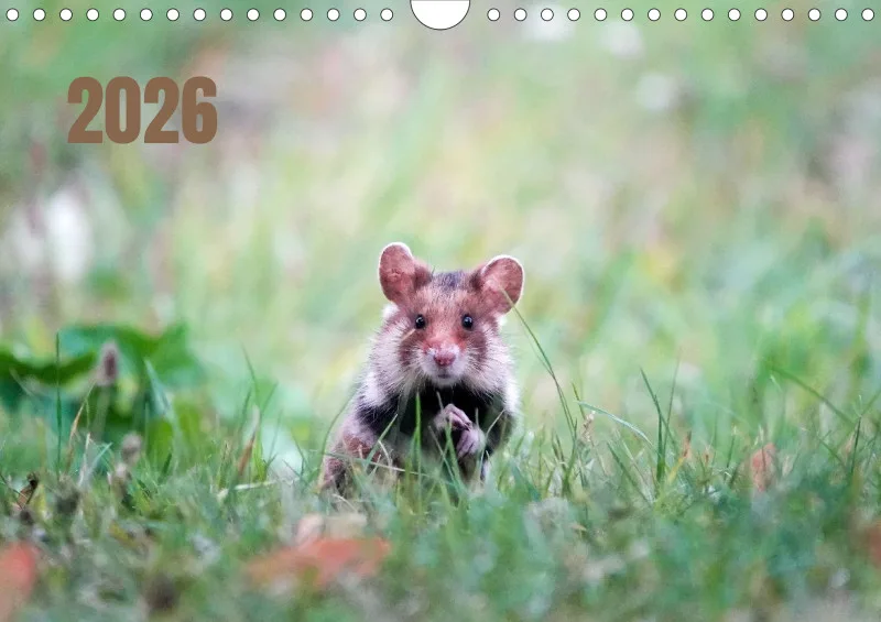 weekly calendar 2026 - A4