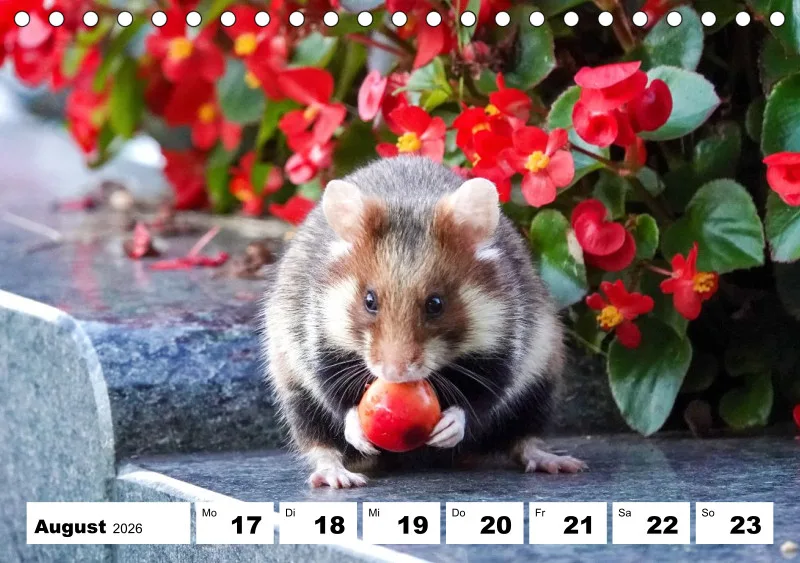 Tisch-Wochenkalender 2026