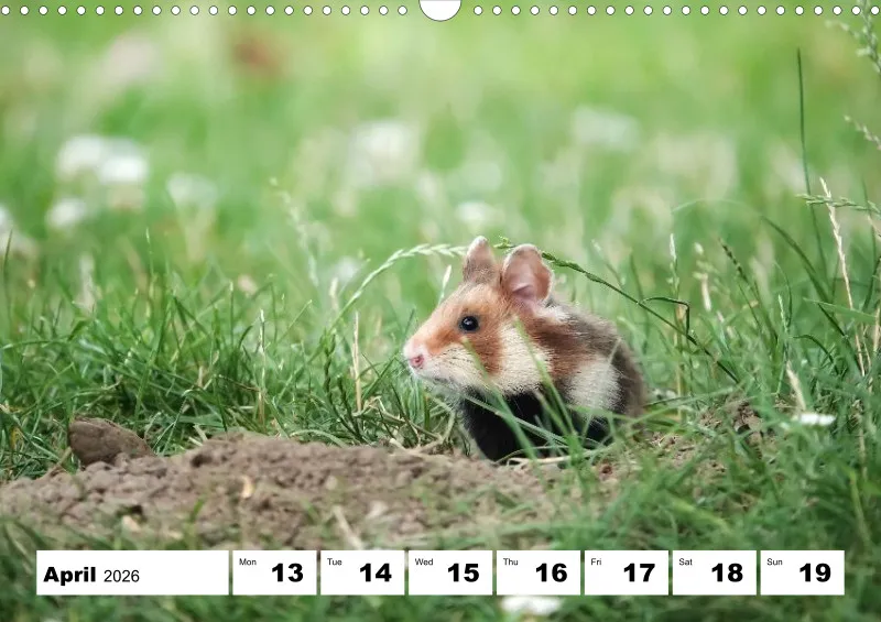 weekly calendar 2026 -A3