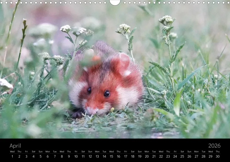monthly calender 2026 - A3