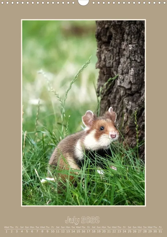 monthly calendar 2026 -A3
