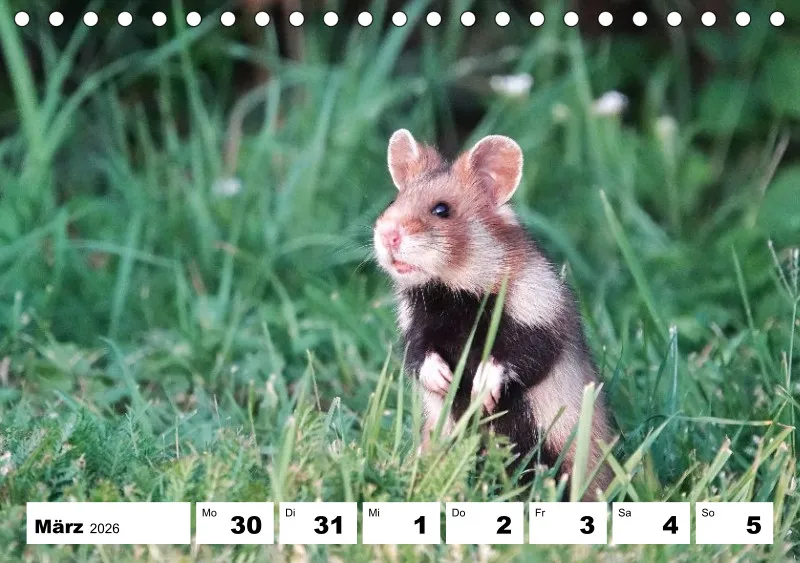 Tisch-Wochenkalender 2026