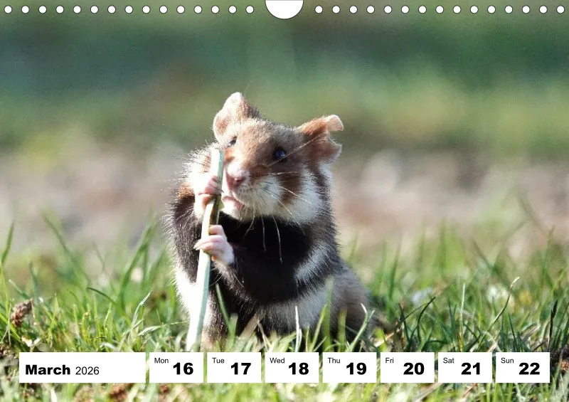 weekly calendar 2026 - A4