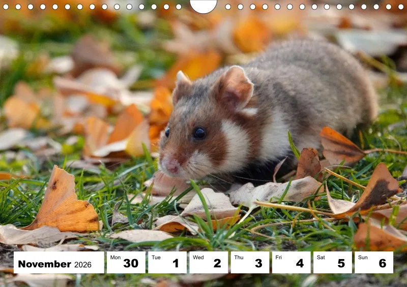 weekly calendar 2026 - A4