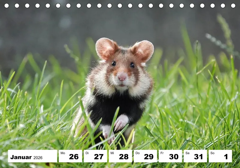 Tisch-Wochenkalender 2026