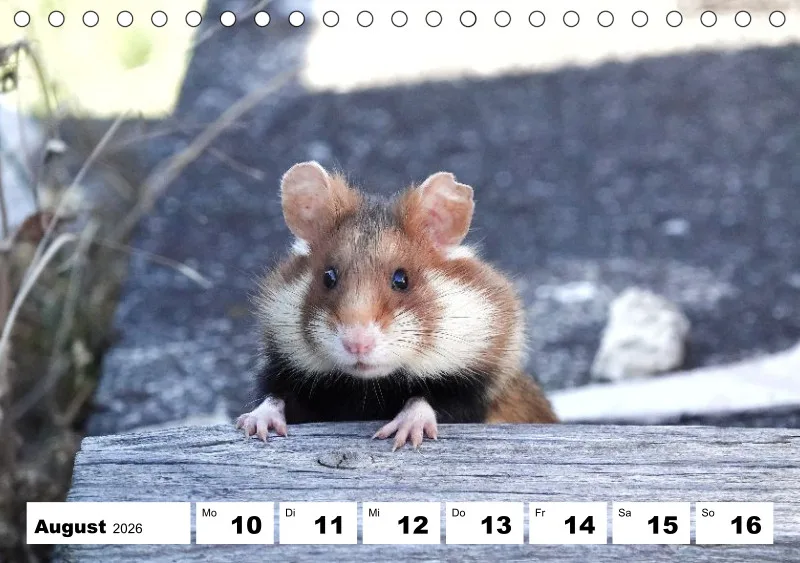 Tisch-Wochenkalender 2026