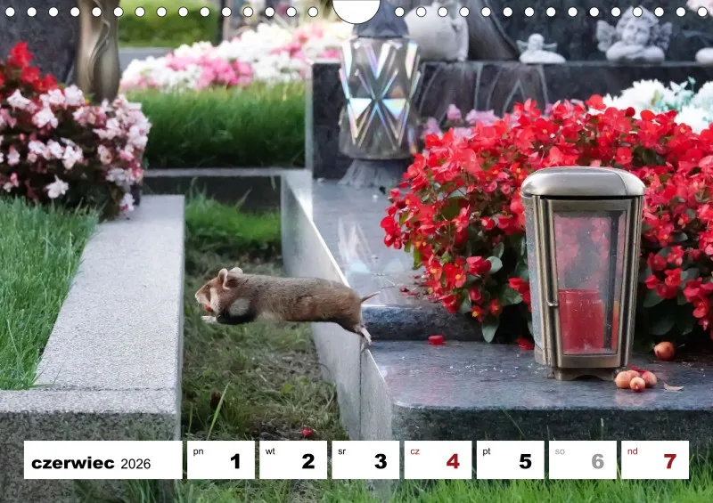 kalendarz tygodniowy 2026 - A4
