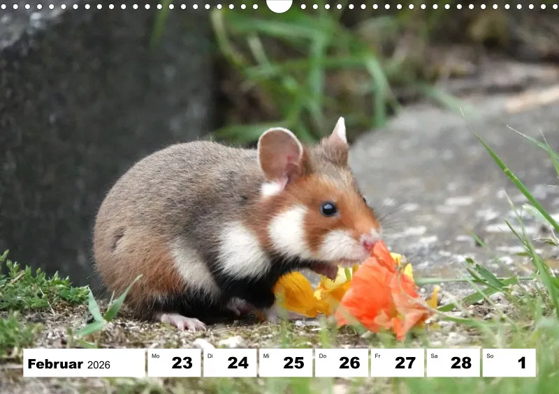 Wochenkalender 2026 -A3
