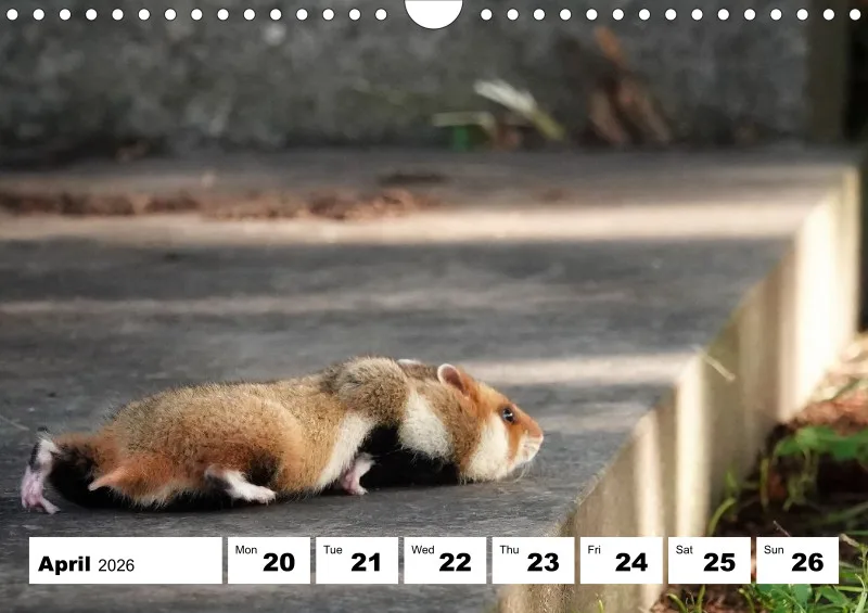 weekly calendar 2026 - A4