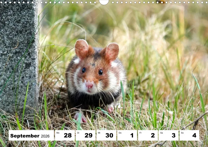 Wochenkalender 2026 -A3
