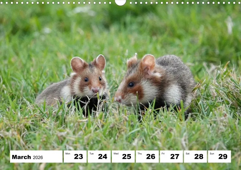 weekly calendar 2026 -A3