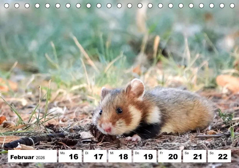 Tisch-Wochenkalender 2026
