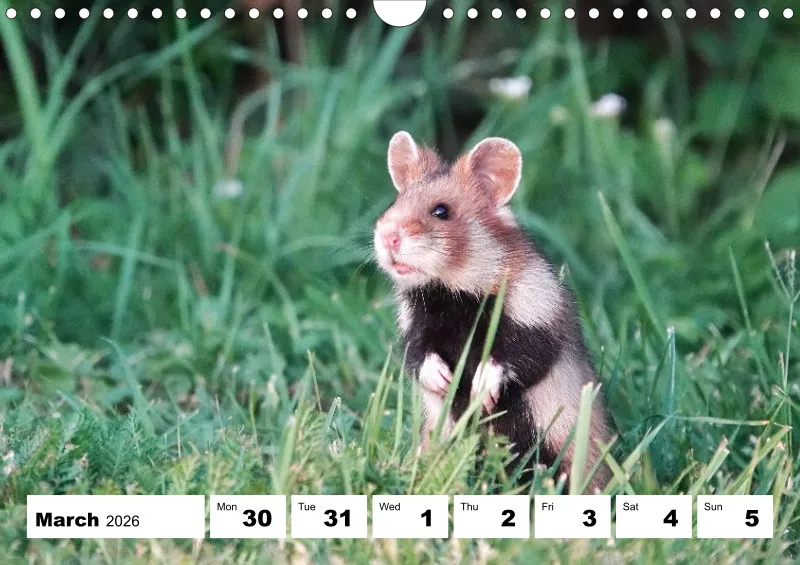 weekly calendar 2026 - A4