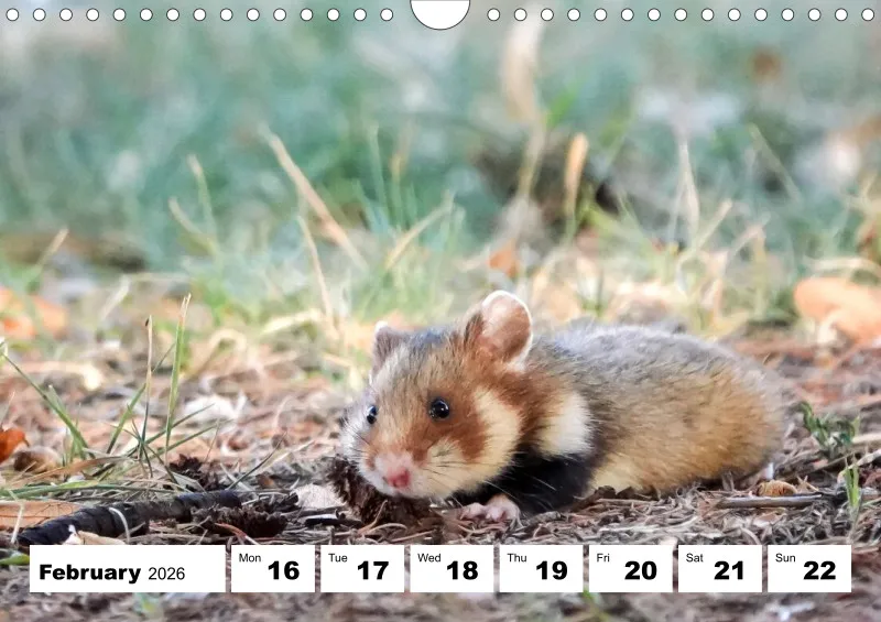 weekly calendar 2026 - A4