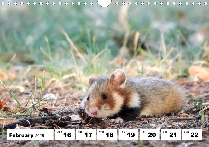 weekly calendar 2026 - A4