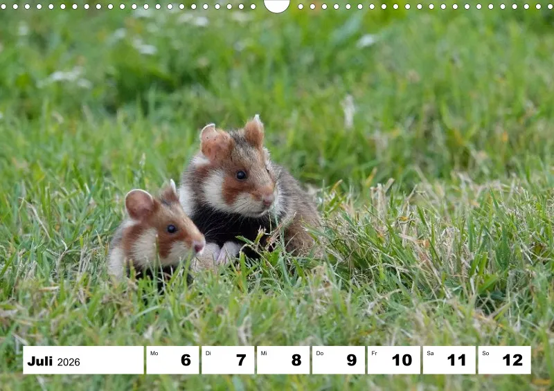 Wochenkalender 2026 -A3