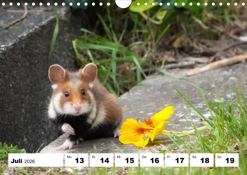 Wochenkalender 2026 -A4